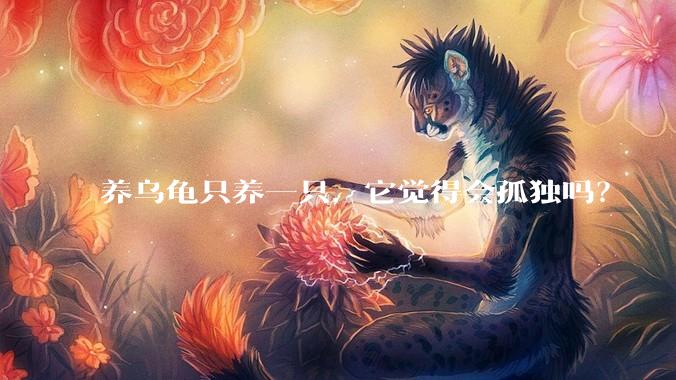 养乌龟只养一只，它觉得会孤独吗？